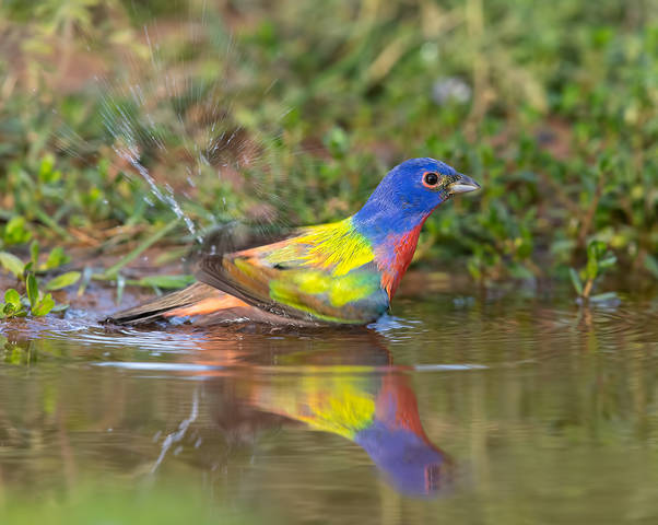 Painted bunting - Расписной овсянковый кардинал