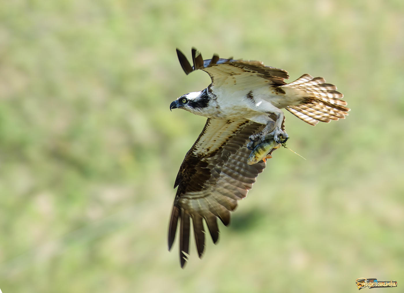 Osprey (female)