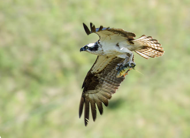 Osprey (female)