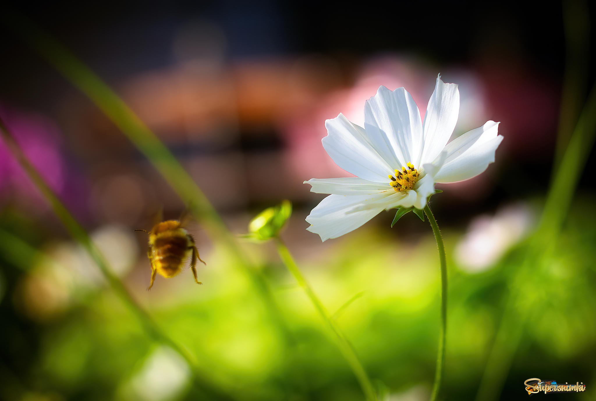 Цветок и жопка пчёлки