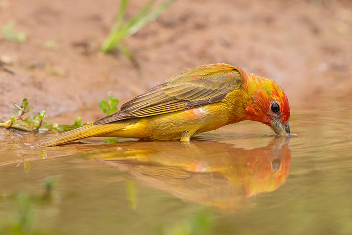 Summer tanager Juvenile male - Алая пиранга