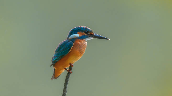 KINGFISHER