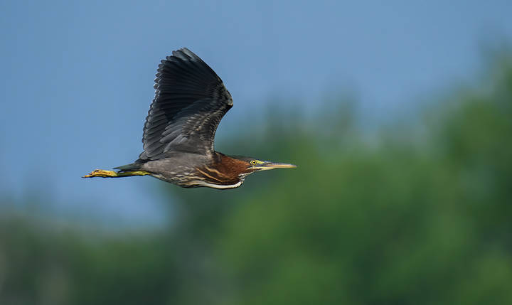 Green heron 