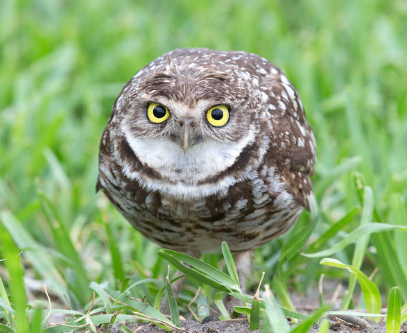 Cыч - Burrowing Owl