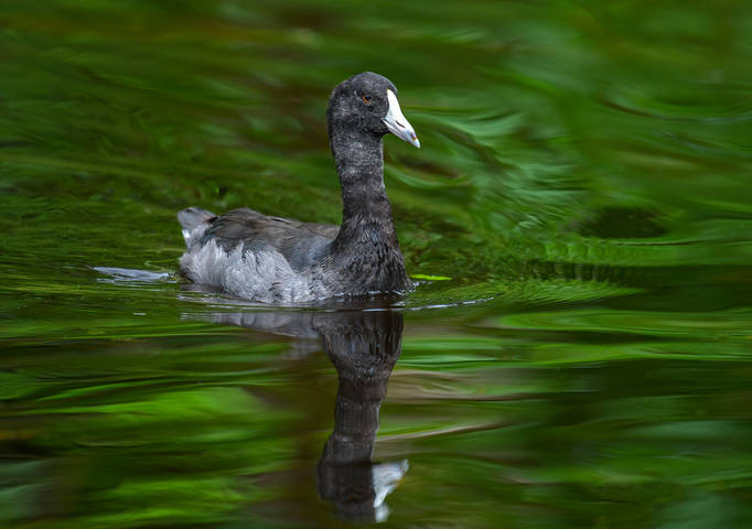 American coot - Fulica americana