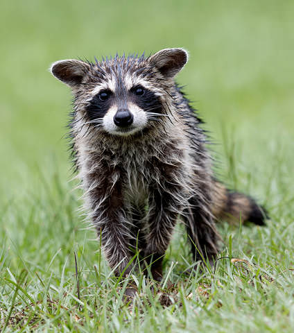 Мокрый Енот-полоскун - Wet Raccoon