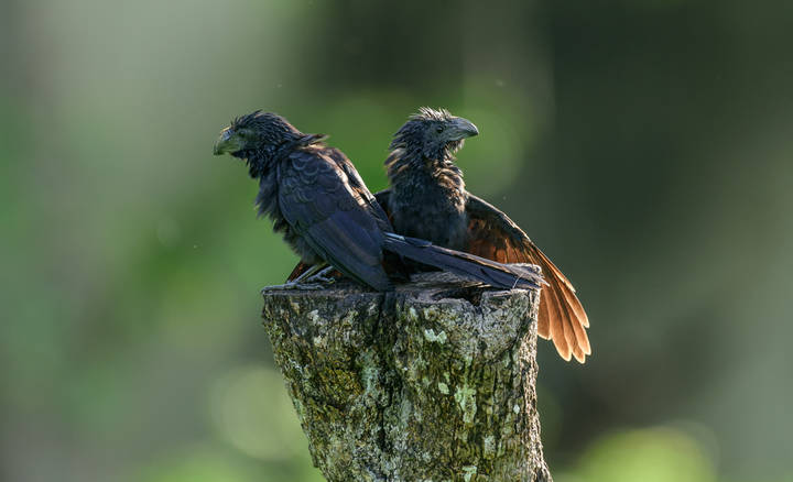 Groove-billed ani