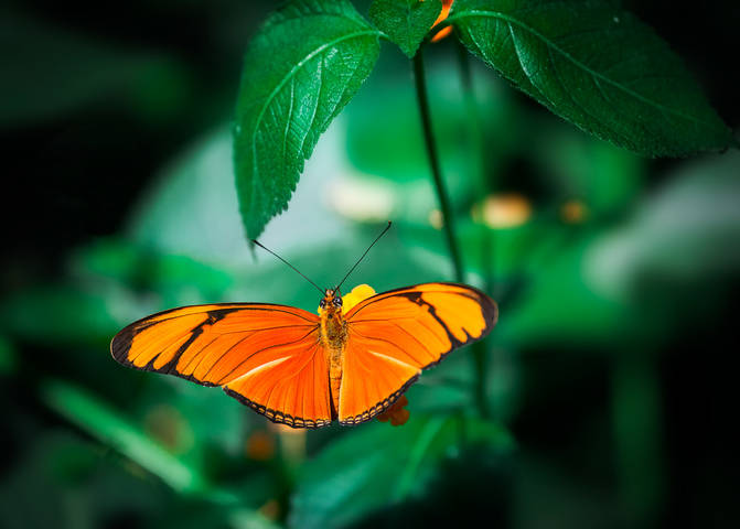  Испания,побережье Коста Брава поблизости от Эмпуриабрава."Парк Бабочек". 