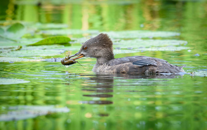 Hooded merganser