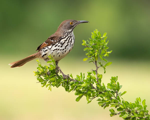 Long-billed Trasher - Рыжий кривоклювый пересмешник