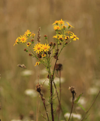 Жёлтые.