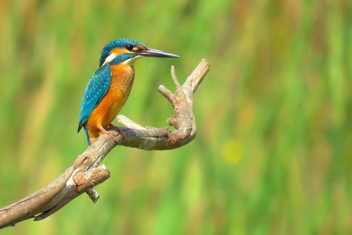 Обыкновенный зимородок (Common Kingfisher)