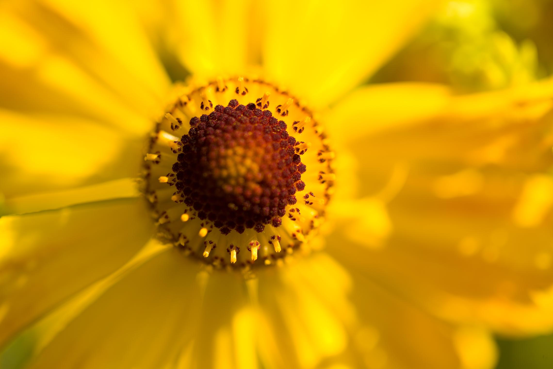 Венчик цветка гелениума