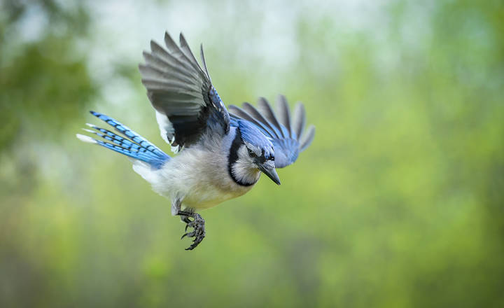 Blue jay