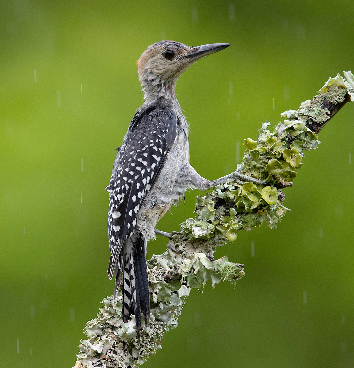 Мокрый Cлеток Каролинский меланерпес - Juvenile -Red-bellied Woodpecker