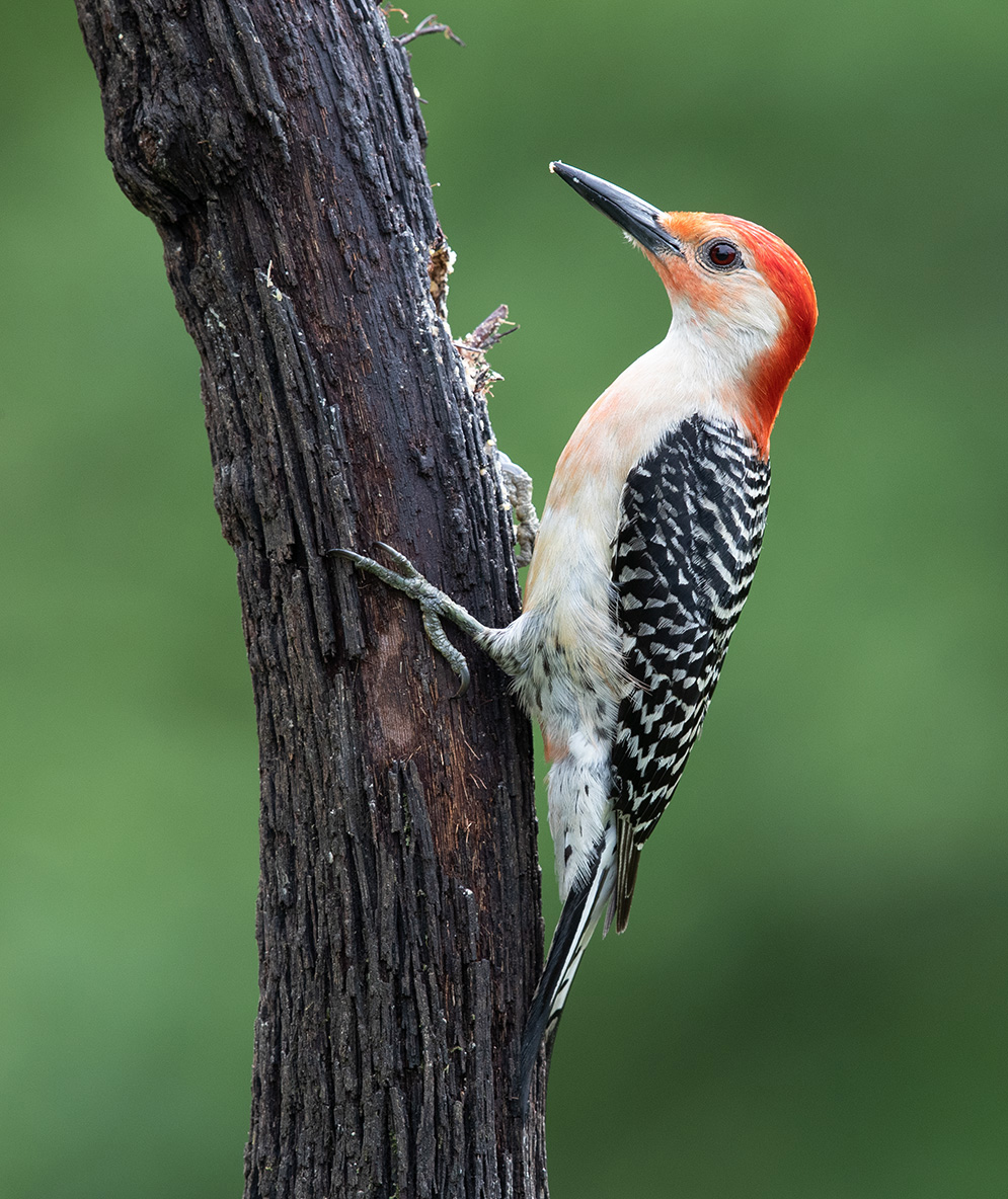 male Red-bellied Woodpecker - Каролинский меланерпес.