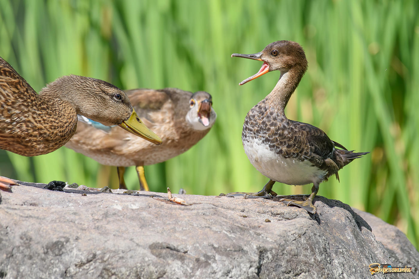 female showdown (from left to right: Mallard duck*Wood duck*Hooded merganser)