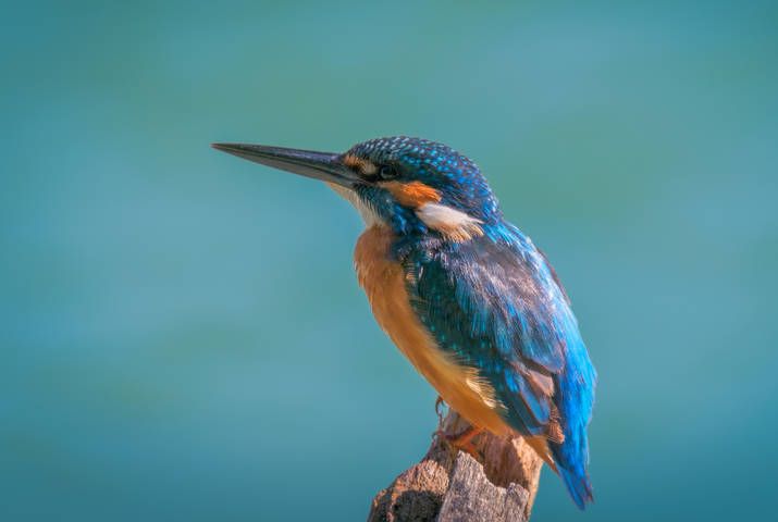 Kingfisher