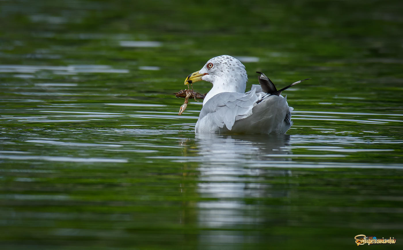 Ring-billed Gull with snack