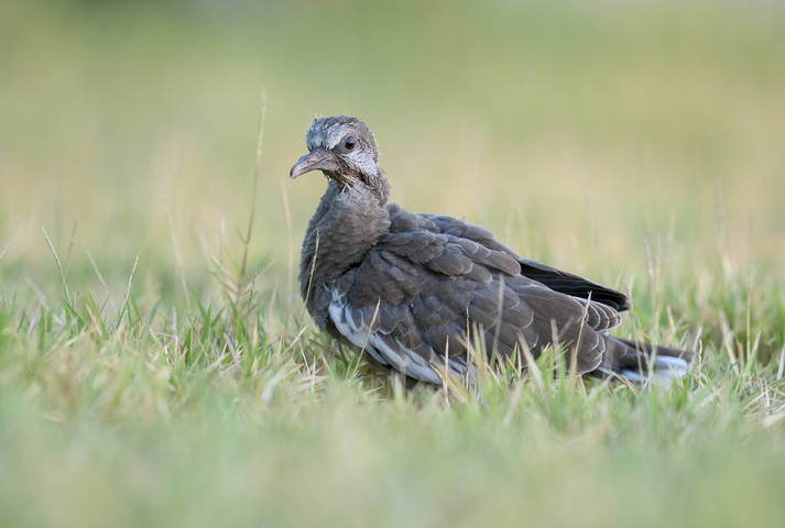 White-winged Dove (juvenile)