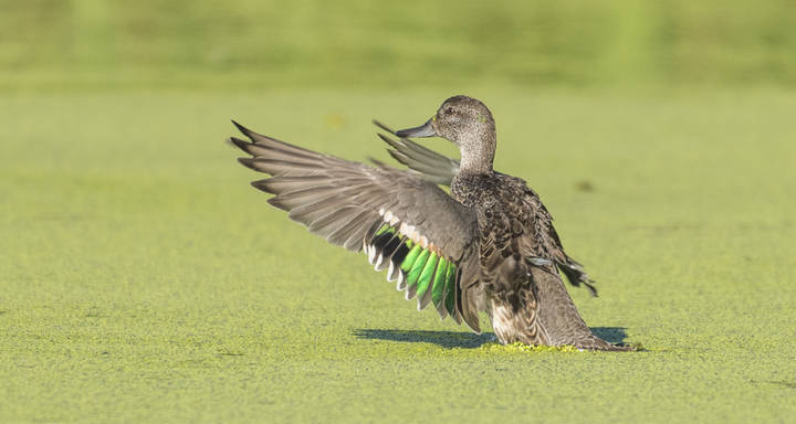 Green-winged Teal (female)