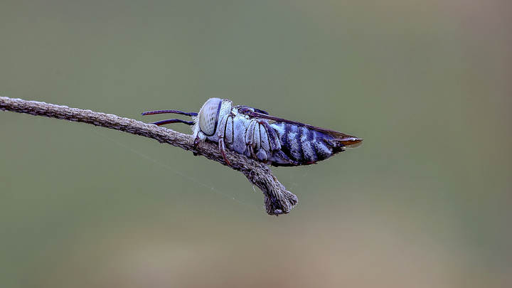 Сoelioxys Дикая пчела