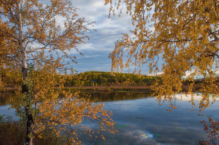 Золотые одежды осени