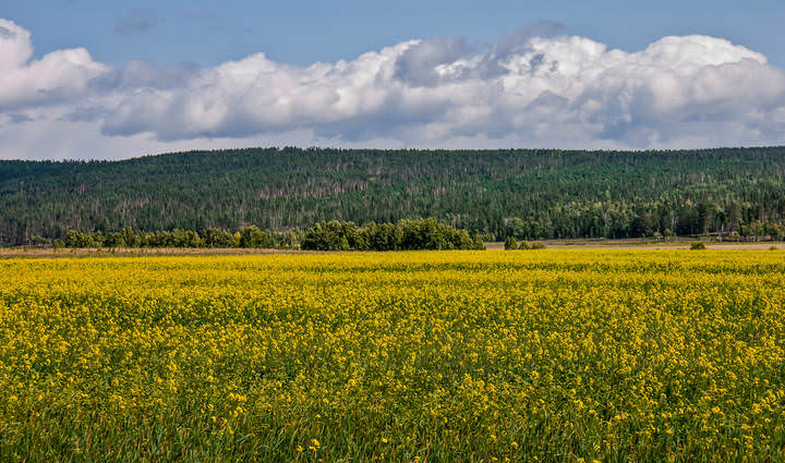 Заросли поля сурепкой.