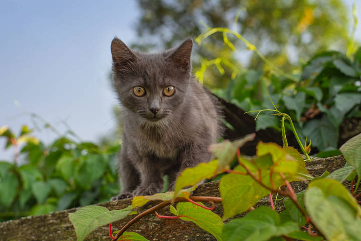 Лола. (Август)