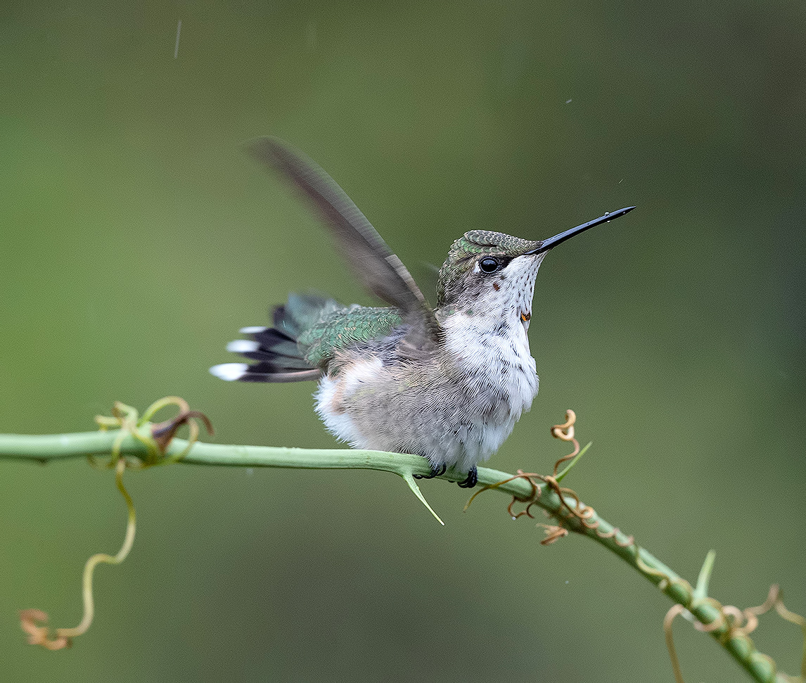 Колибри самка. Hummingbird in the Rain -Dance