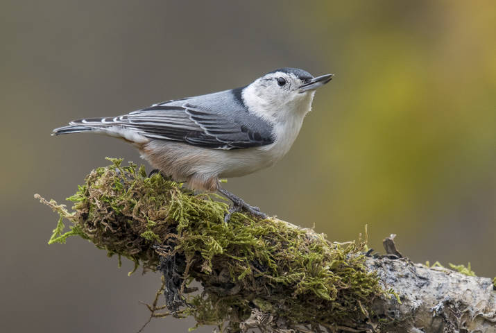 White-breasted Nuthatch