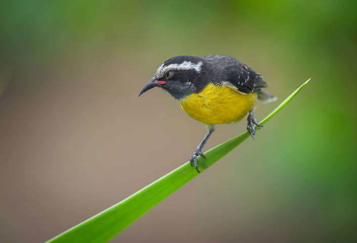 Bananaquit
