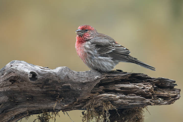 House finch (male)