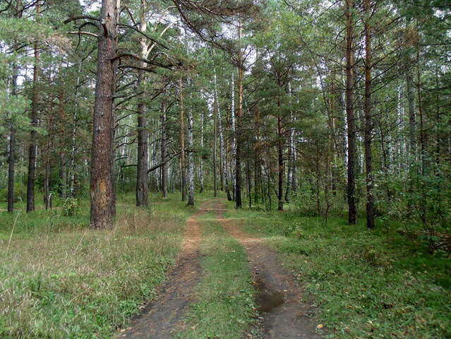 Лесными дорогами .