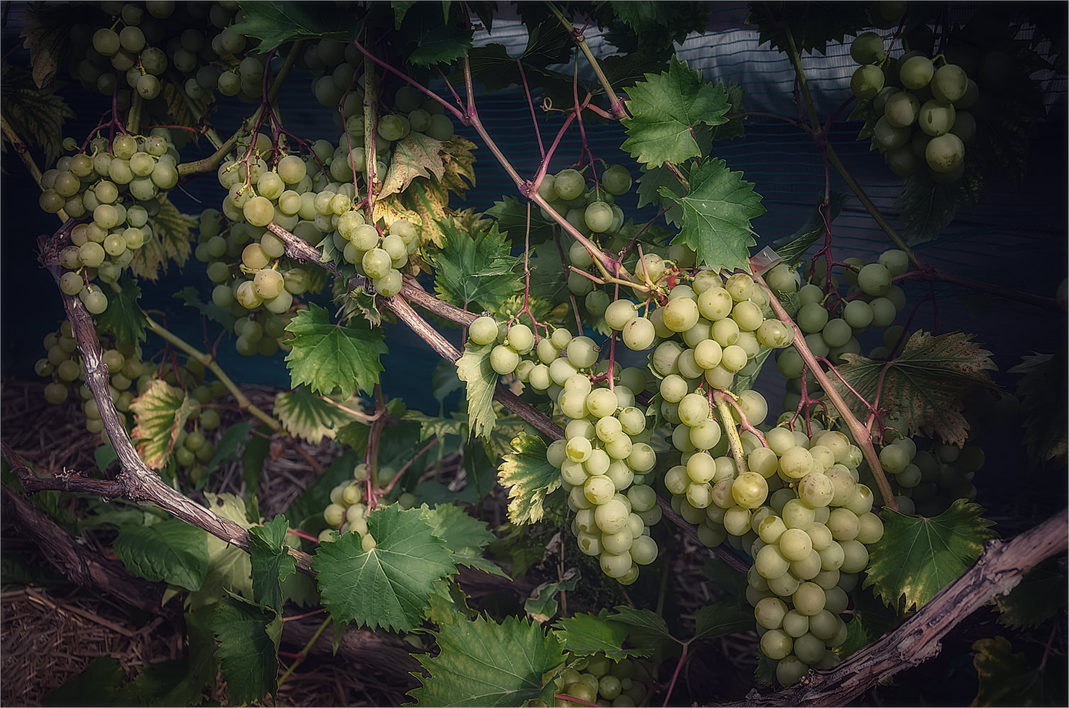 Оптинский виноград