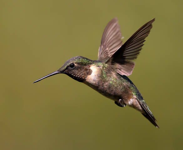 Рубиновогорлый колибри - Ruby-throated Hummingbird