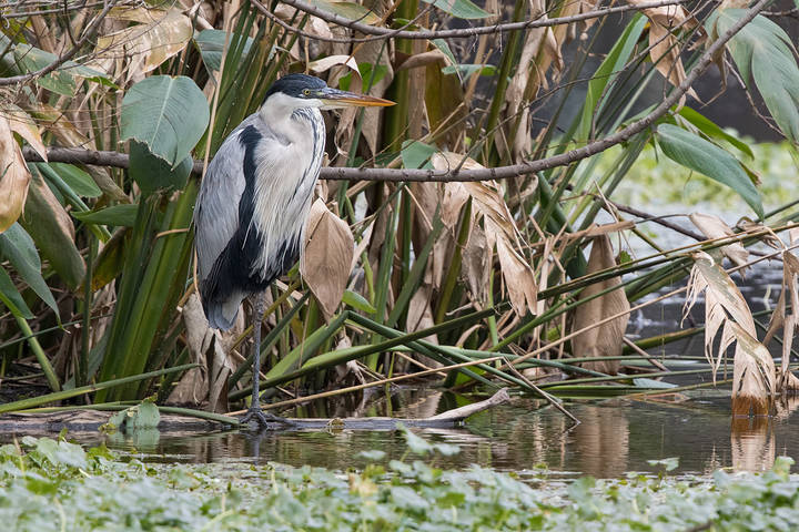  Ardea cocoi