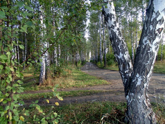 Сентябрь в берёзовой роще.
