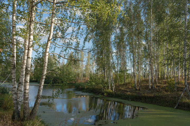 Есть в осени первоначальной...