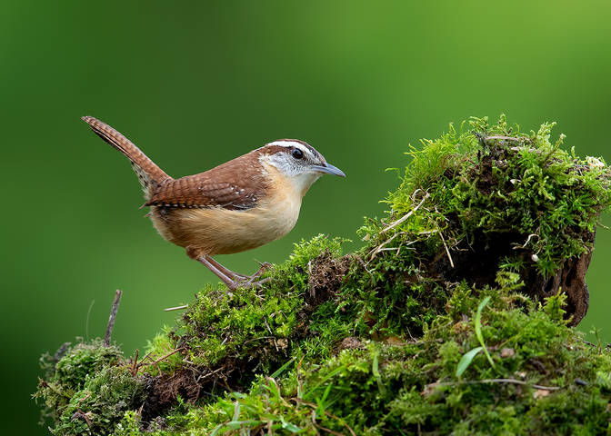 Крапивник Каролинский - Carolina Wren