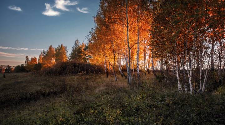 Свет в кронах берез