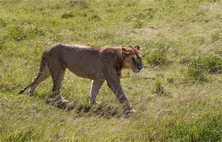 ЛевуШка...)
