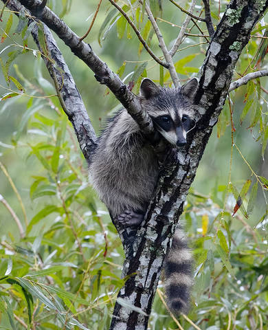Young Raccoon. Енот-полоскун.