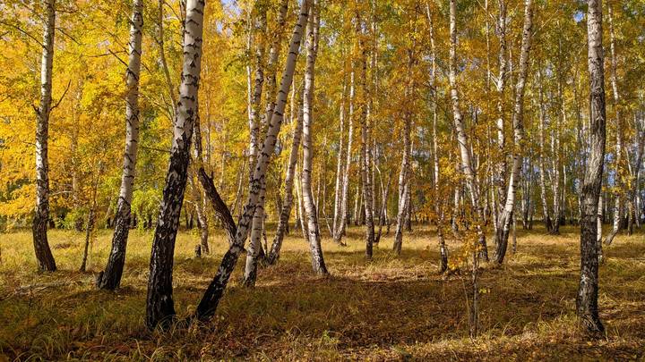 Осень