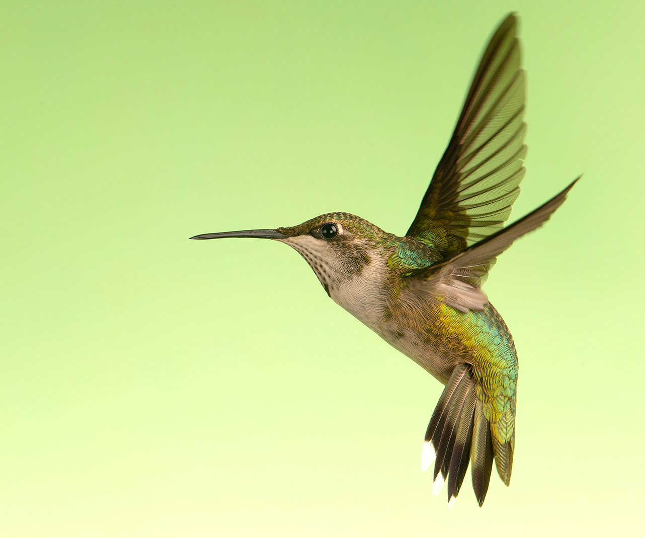 Самка. Рубиновогорлый колибри. Female Ruby-throated Hummingbird