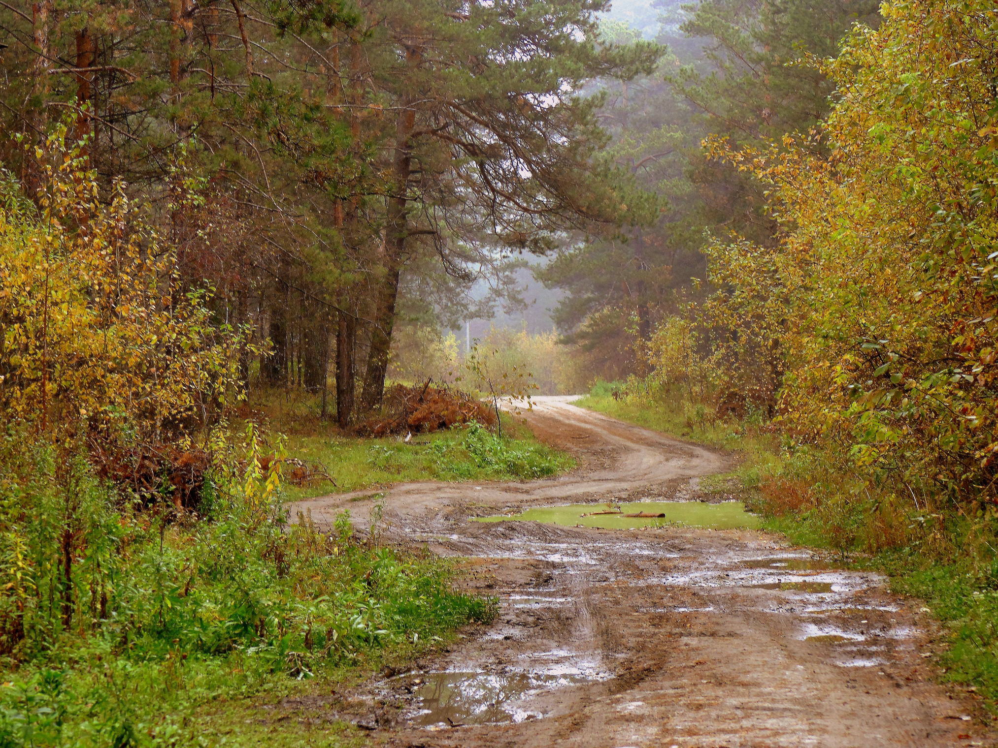 Лесными дорогами после дождя . 