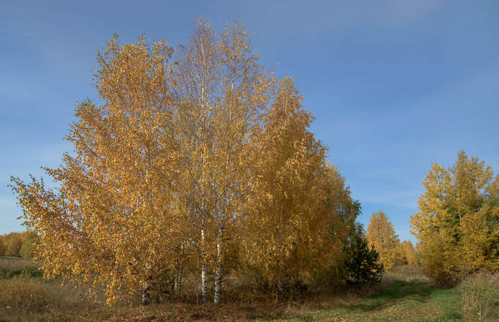Краски осени
