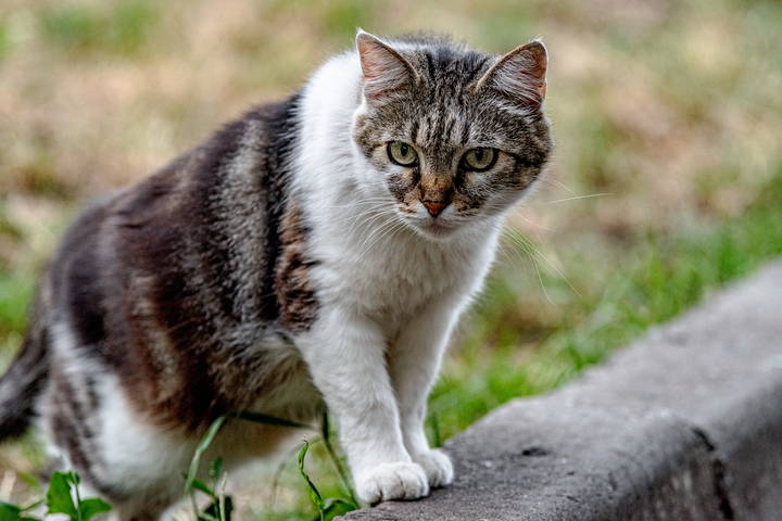 Cats