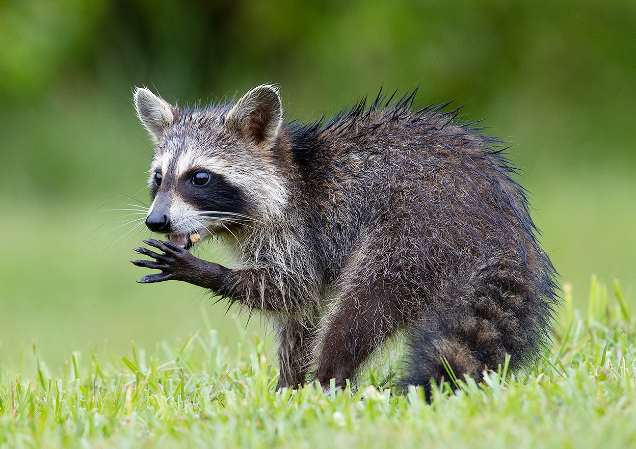 Young Raccoon -Енот-полоскун