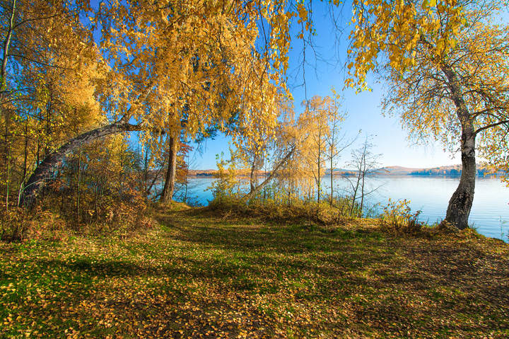 Берёзы в жёлтом сарафане